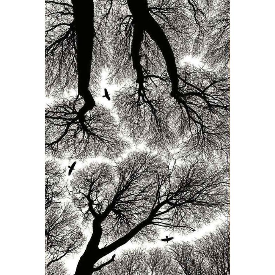 فرش فانتزی 4 متری مدل جنگل