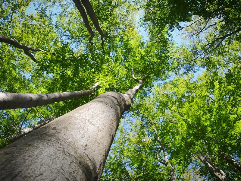 درخت راش ایرانی